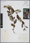 Foto von Salix atrocinerea Brot.